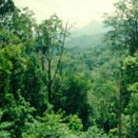 Menhut: HPH dan HTI Berkepentingan Terhadap Pelestarian Hutan