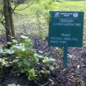 Tanaman Antipikun dan Pengusir Bau Badan di Taman TOKA