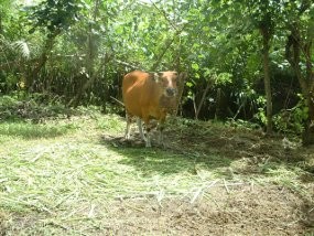 ABG Setubuhi Sapi di Bali