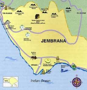 Warga Desa di Jembrana Gelar Ritual Tenggelamkan Sapi ke Laut