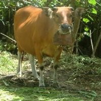 Bisakah Manusia Menghamili Binatang?