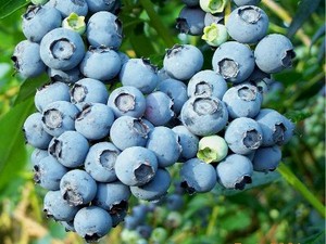 Blueberry, Sumber Anti-oksidan!