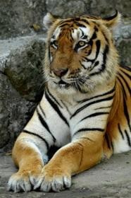 Pencuri Bawa Kabur Truk Bermuatan Macan dan 2 Unta