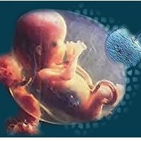 Sperma dan Sel Telur Agar Anak Berwajah Rupawan Bisa Dipesan