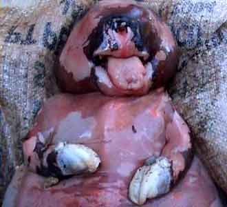 Geger Anak Sapi Mirip Manusia