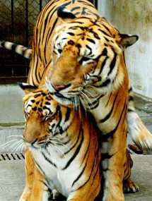 International Tiger Summit Diadakan di Bali, Bahas Konservasi Macan