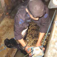 Buaya Sepanjang 3 Meter Hebohkan Banyuwangi 