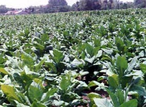 Pemkab Sumenep Perluas Tanam Tembakau