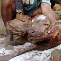 Geger Anak Sapi Berkepala Dua di Bondowoso 