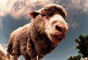 Kambing Perlu Makan Kari untuk Kurangi Pencemaran