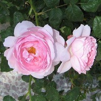 Kekuatan Bunga untuk Kesehatan