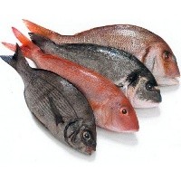 Tiada Minggu Tanpa Ikan Laut
