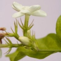 Khasiat Aroma Bunga Melati Setara dengan Obat Penenang