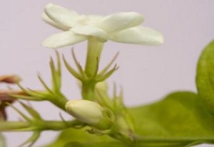 Khasiat Aroma Bunga Melati Setara dengan Obat Penenang