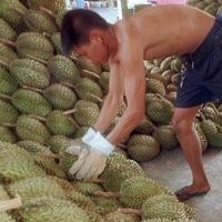 Keok Karena Durian