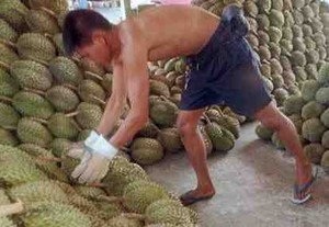Keok Karena Durian