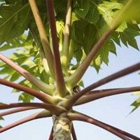 5 Tanaman Paling Beracun