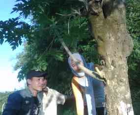  Pohon Kelor Berdaun Pepaya Tumbuh di Sumenep 