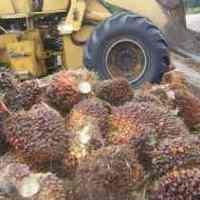 Ekspor CPO Juni Naik 96 Ribu Ton