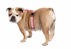 Anjing Piaraan Terancam Obesitas Kalau Majikannya Juga Gemuk