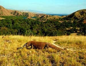 Komodo dan Pasola, Kekayaan NTT