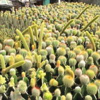 Tips Merawat Kaktus