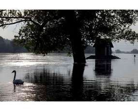 Pia dan Arnold Berenang 500 Km Ditemani Bebek Peliharaan
