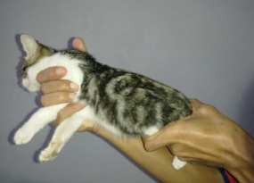 Vimon, Kucing dengan Corak Bulu Berlafaz Allah