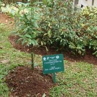 Jamu Lebih Populer Ketimbang Obat-obatan