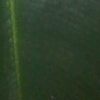 Wajah Kakek Bersorban di Daun Nyamplungan