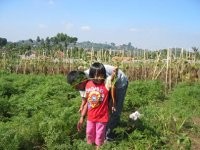 Little Farmer