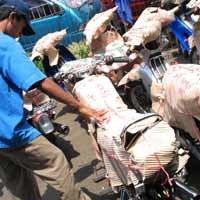 Kurangi Arus Mudik, Pemerintah Angkut Sepeda Motor Gratis
