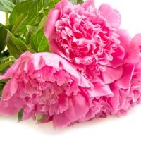 Si Cantik Peony Bisa Kurangi Efek Samping Kemoterapi