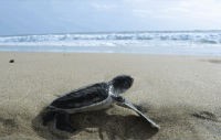 Pantai Ujung Genteng