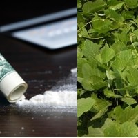 Mengobati Kecanduan Kokain dengan Ekstrak Kudzu