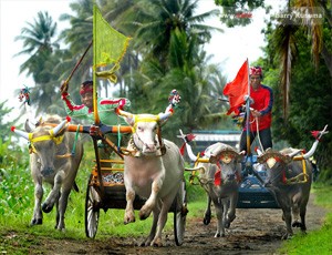 Makepung, Grand Prix-nya Orang Bali
