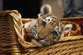 Anak Harimau Diselundupkan Dalam Koper di Bandara Thailand