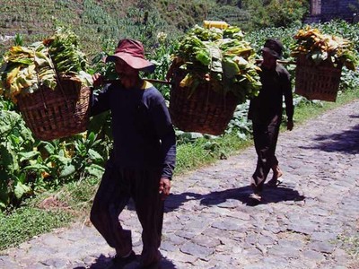 Petani Temanggung Panen Tembakau