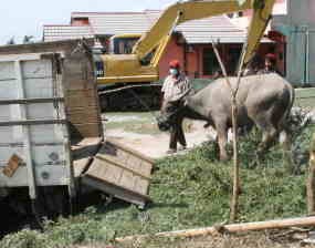 Hewan Peliharaan Ikut Diungsikan