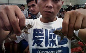 Jelang Lebaran, Penjualan Daging Kodok Melempem