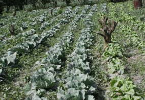 Belasan Ribu Areal Pertanian Terancam Gagal Panen
