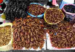 Serangga Goreng Bisa Memperburuk Asma