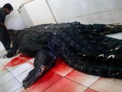 Seekor Buaya KBS Mati