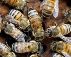 Pria Masih Hidup Setelah Disengat 1.200 Lebah 