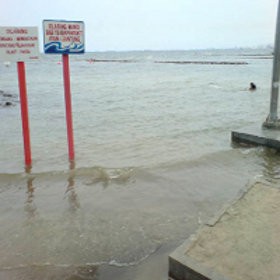 Setengah Ton Bangkai Ikan Diangkut Dari Pantai Ancol