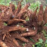 Curi Dua Buah Singkong, Warga Pasuruan Terancam 5 Tahun Penjara