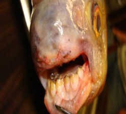 Ikan Bergigi Manusia Ditemukan