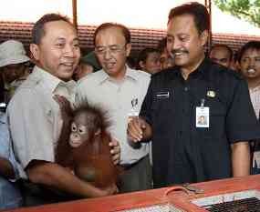 Harimau Terkam Warga Hingga Tewas, Menhut Salahkan Manusia