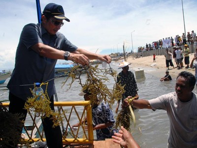 Fadel Serahkan Bibit Rumput Laut