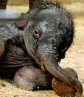 Tujuh Ekor Gajah Mati Tertabrak Kereta Api di India